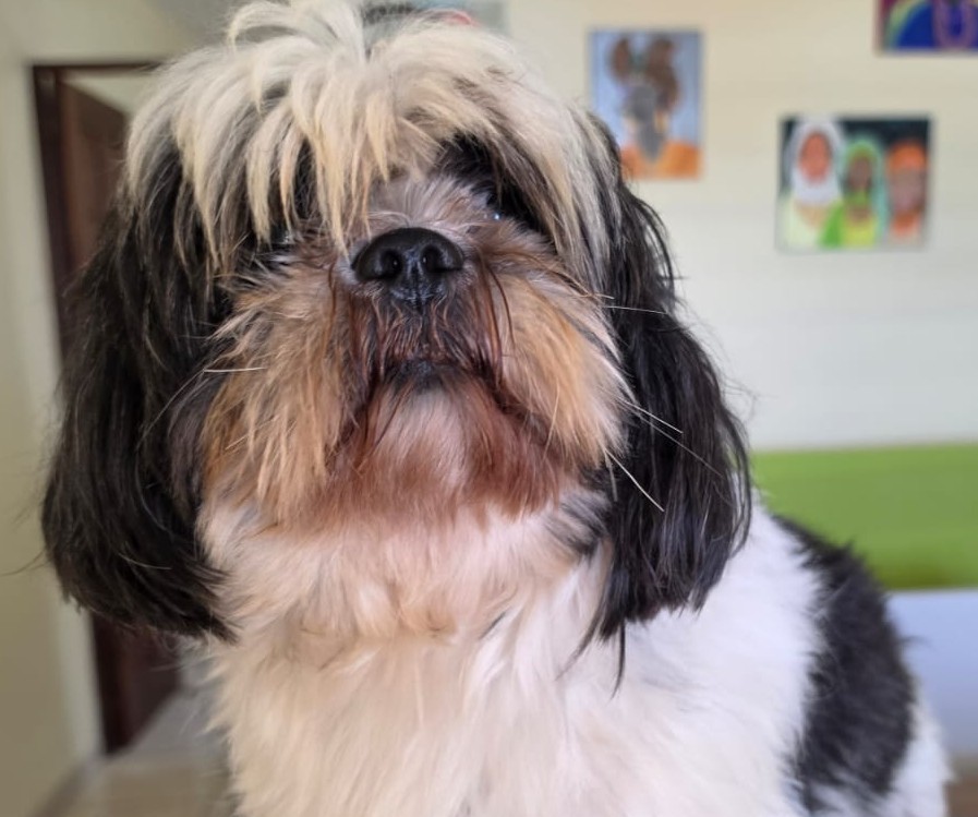 Chiens à adopter
